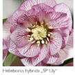 Čemeřice 'SP Lily' - Helleborus hybridus 'SP Lily'