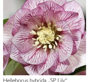 Čemeřice 'SP Lily' - Helleborus hybridus 'SP Lily'