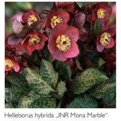 Čemeřice 'Ice N' Roses Mona Marble' - Helleborus hybridus 'Ice N' Roses Mona Marble'