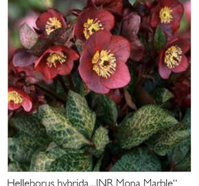 Čemeřice 'Ice N' Roses Mona Marble' - Helleborus hybridus 'Ice N' Roses Mona Marble'