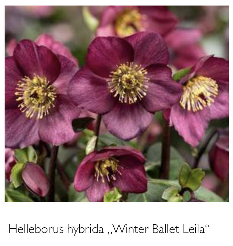 Čemeřice 'HGC Winter Ballet Leila' - Helleborus hybridus 'HGC Winter Ballet Leila'