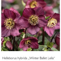 Čemeřice 'HGC Winter Ballet Leila' - Helleborus hybridus 'HGC Winter Ballet Leila'