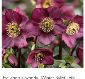 Čemeřice 'HGC Winter Ballet Leila' - Helleborus hybridus 'HGC Winter Ballet Leila'