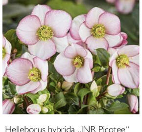 Čemeřice 'Ice N' Roses Picotee' - Helleborus hybridus 'Ice N' Roses Picotee'