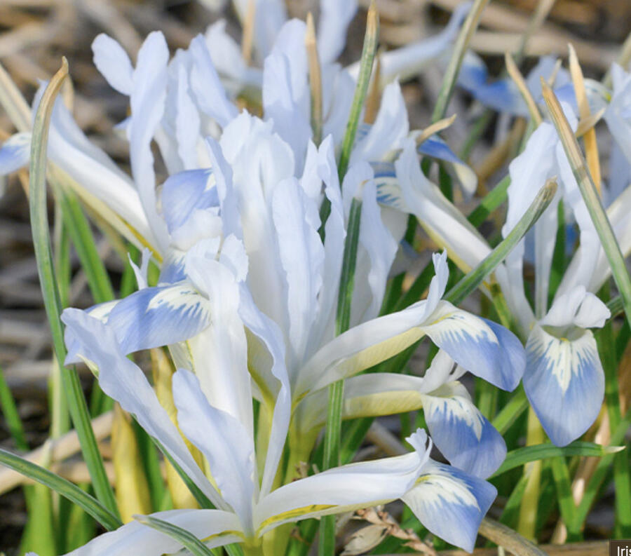 Kosatec síťkovaný 'Frozen Planet' - Iris reticulata 'Frozen Planet'