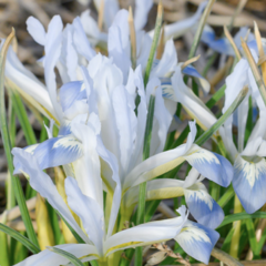 Kosatec síťkovaný 'Frozen Planet' - Iris reticulata 'Frozen Planet'