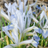 Iris reticulata 'Frozen Planet'.png