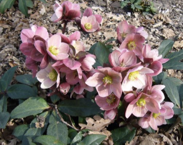 Čemeřice 'HGC Pink Frost' - Helleborus hybridus 'HGC Pink Frost'