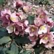 Čemeřice 'HGC Pink Frost' - Helleborus hybridus 'HGC Pink Frost'