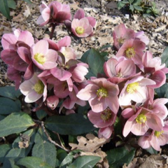 Čemeřice 'HGC Pink Frost' - Helleborus hybridus 'HGC Pink Frost'