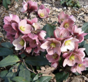 Čemeřice 'HGC Pink Frost' - Helleborus hybridus 'HGC Pink Frost'