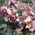 Helleborus hybridus 'HGC Pink Frost'.png