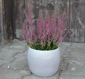 Vřes obecný 'Amethyst' (Garden girls®) - Calluna vulgaris 'Amethyst' (Garden girls®)