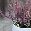 Vřes obecný 'Liletta' (Garden girls®) - Calluna vulgaris 'Liletta' (Garden girls®)