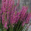 Vřes obecný 'Leandra' (Garden girls®) - Calluna vulgaris 'Leandra' (Garden girls®)