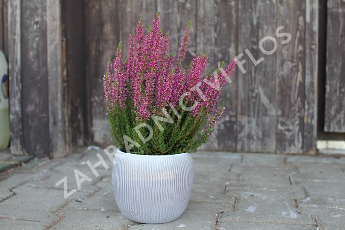 Vřes obecný 'Leandra' (Garden girls®) - Calluna vulgaris 'Leandra' (Garden girls®)