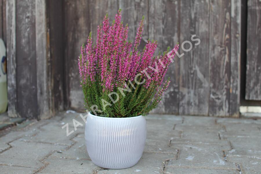 Vřes obecný 'Leandra' (Garden girls®) - Calluna vulgaris 'Leandra' (Garden girls®)