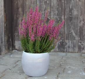 Vřes obecný 'Leandra' (Garden girls®) - Calluna vulgaris 'Leandra' (Garden girls®)