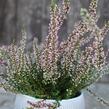 Vřes obecný 'Salome' (Garden girls®) - Calluna vulgaris 'Salome' (Garden girls®)