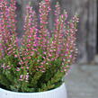 Vřes obecný 'Mary Ann' (Garden girls®) - Calluna vulgaris 'Mary Ann' (Garden girls®)