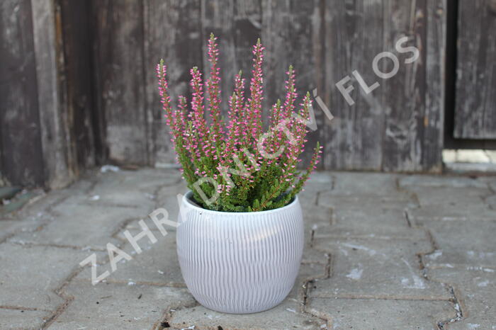 Vřes obecný 'Mary Ann' (Garden girls®) - Calluna vulgaris 'Mary Ann' (Garden girls®)