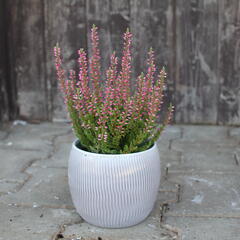 Vřes obecný 'Mary Ann' (Garden girls®) - Calluna vulgaris 'Mary Ann' (Garden girls®)