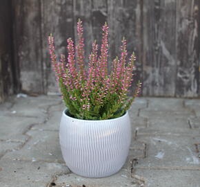 Vřes obecný 'Mary Ann' (Garden girls®) - Calluna vulgaris 'Mary Ann' (Garden girls®)