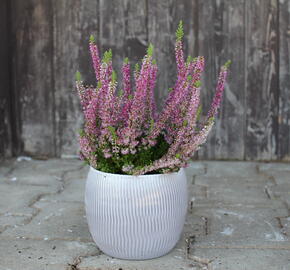 Vřes obecný 'Disco Queen' - Calluna vulgaris 'Disco Queen'