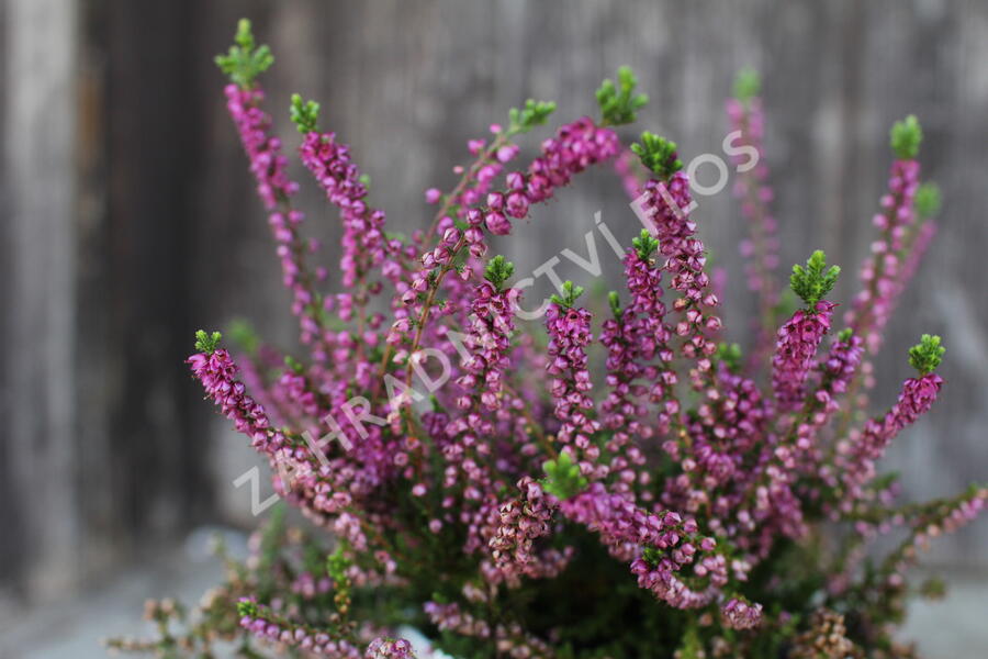 Vřes obecný 'Eckart Miessner' - Calluna vulgaris 'Eckart Miessner'