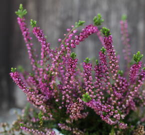 Vřes obecný 'Eckart Miessner' - Calluna vulgaris 'Eckart Miessner'