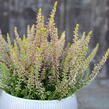 Vřes obecný 'Golden Angie' (Garden girls®) - Calluna vulgaris 'Golden Angie' (Garden girls®)