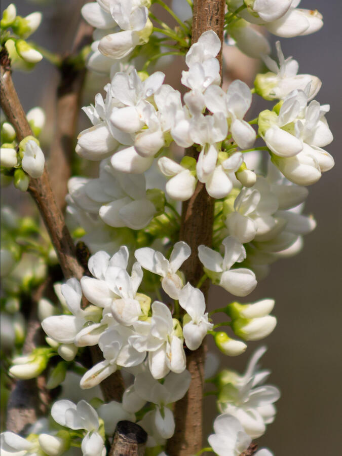 Zmarlika čínská 'Shirobana' - Cercis chinensis 'Shirobana'