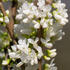 Cercis chinensis 'Shirobana'.jpg