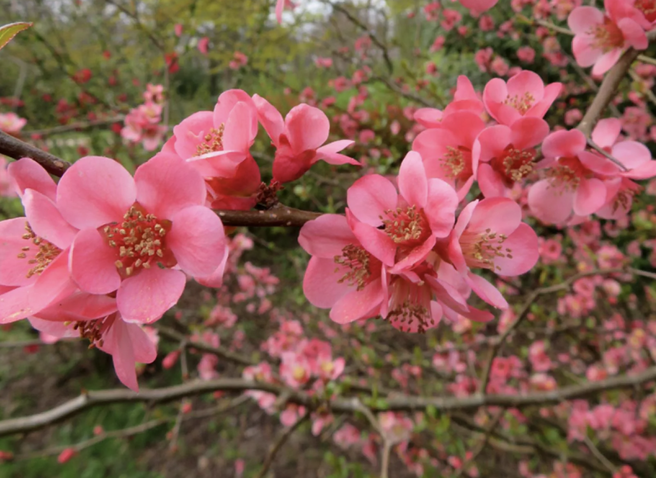 Kdoulovec nádherný 'Pink Trail' - Chaenomeles superba 'Pink Trail ...