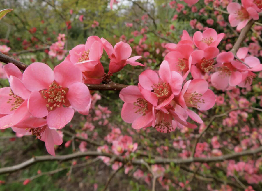 Kdoulovec nádherný 'Pink Trail' - Chaenomeles superba 'Pink Trail'