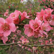 Kdoulovec nádherný 'Pink Trail' - Chaenomeles superba 'Pink Trail'