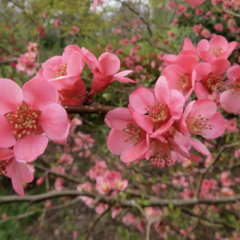 Kdoulovec nádherný 'Pink Trail' - Chaenomeles superba 'Pink Trail'