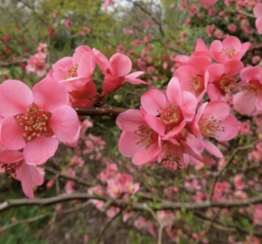 Kdoulovec nádherný 'Pink Trail' - Chaenomeles superba 'Pink Trail'