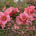 Chaenomeles superba 'Pink Trail'.png