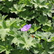 Kakost 'Kelly-Anne' - Geranium wallichianum 'Kelly-Anne'