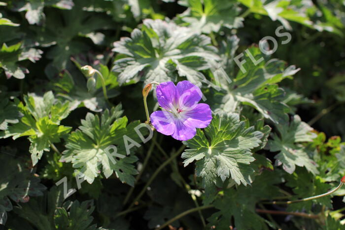 Kakost 'Kelly-Anne' - Geranium wallichianum 'Kelly-Anne'