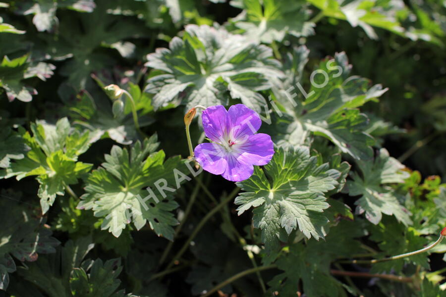 Kakost 'Kelly-Anne' - Geranium wallichianum 'Kelly-Anne'