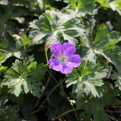 Kakost 'Kelly-Anne' - Geranium wallichianum 'Kelly-Anne'