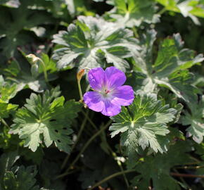 Kakost 'Kelly-Anne' - Geranium wallichianum 'Kelly-Anne'