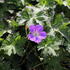 Geranium wallichianum 'Kelly-Anne'.JPG