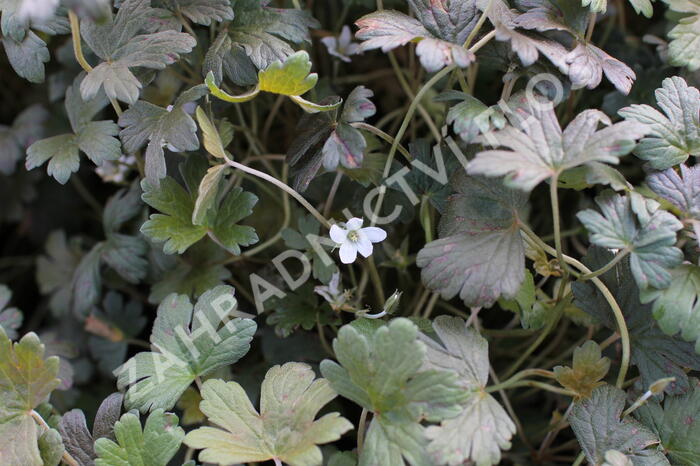 Kakost 'Sanne' - Geranium 'Sanne'