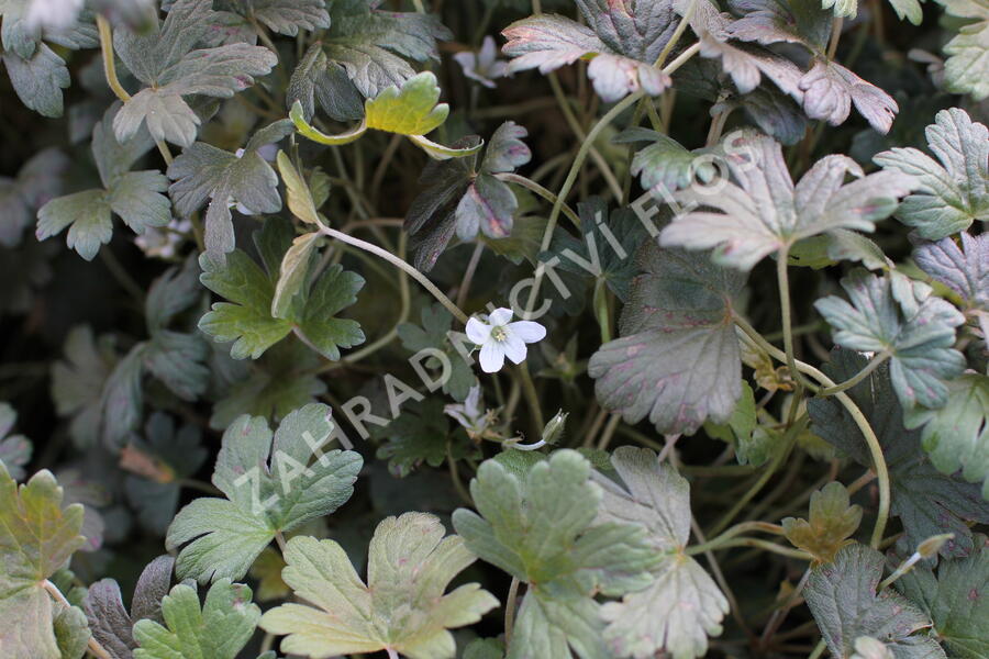 Kakost 'Sanne' - Geranium 'Sanne'