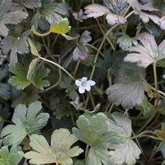 Kakost 'Sanne' - Geranium 'Sanne'