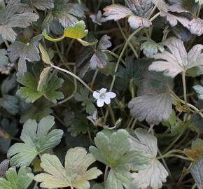 Kakost 'Sanne' - Geranium 'Sanne'