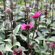 Třapatkovka nachová 'Fatal Attraction' - Echinacea purpurea 'Fatal Attraction'